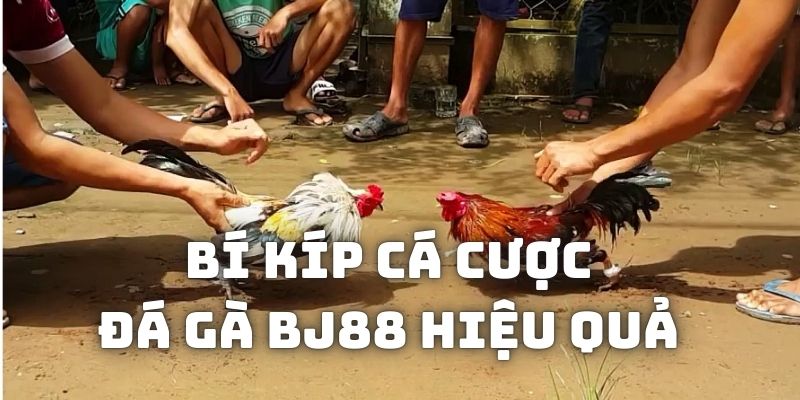 Bí kíp giúp chơi đá gà BJ88 đạt hiệu quả cao