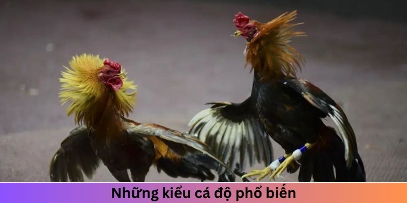 Những kiểu cá độ phổ biến