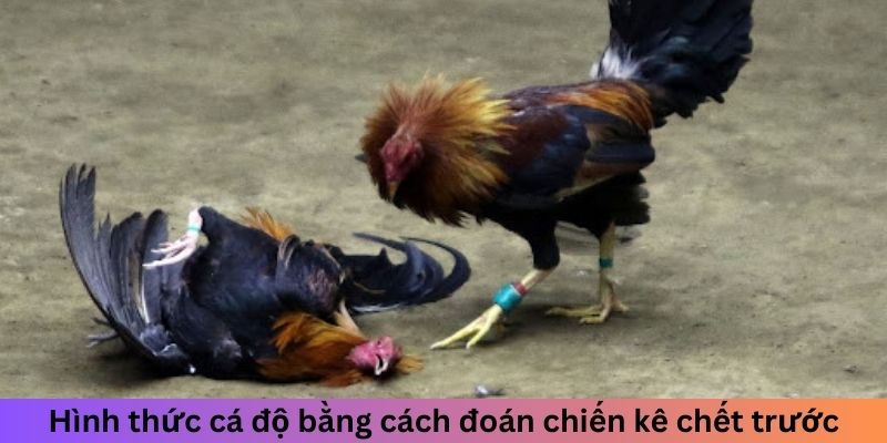 Hình thức cá độ bằng cách đoán chiến kê chết trước