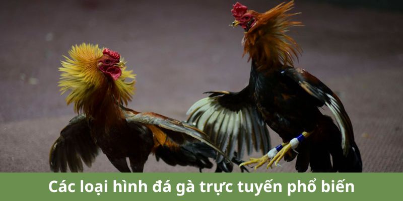 Các hình thức đá gà trực tiếp phổ biến nhất