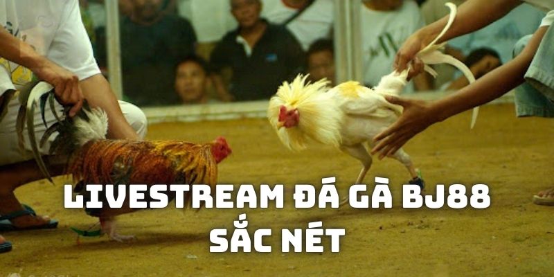 Livestream các trận đấu đá gà BJ88 sắc nét