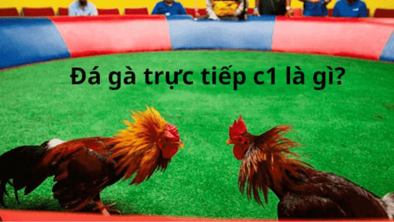 Tìm hiểu giải đá gà trực tiếp C1